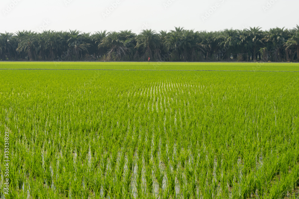 View of Young rice sprout ready to growing in the rice field