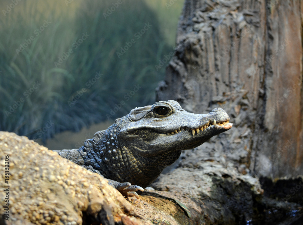 Fototapeta premium Caiman Head/Black Caiman looking over rocks