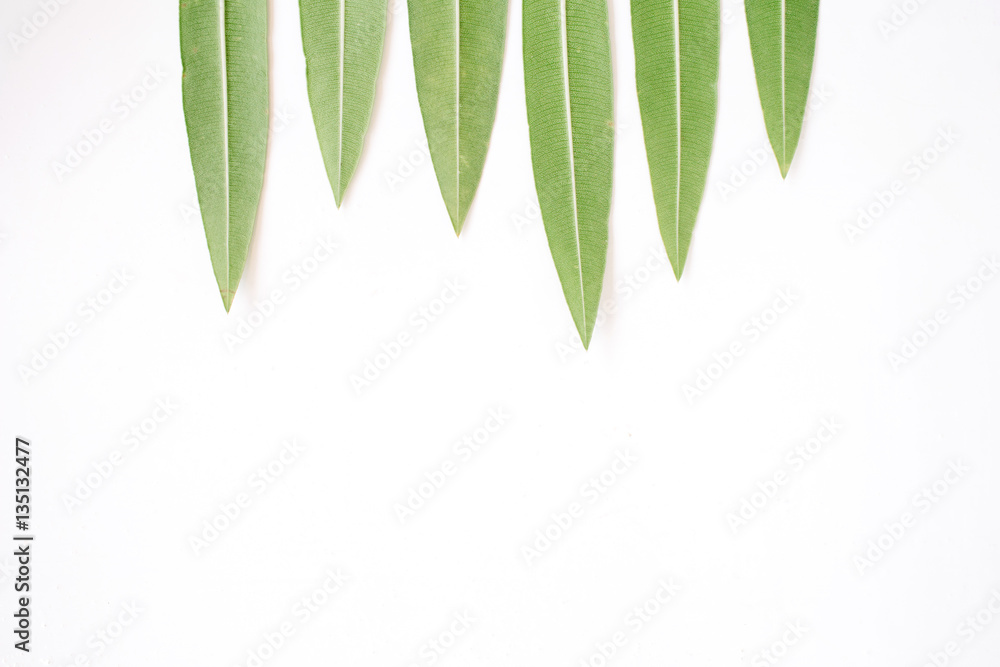 Naklejka premium Green tree leaves. Flat lay, top view. Blog hero or header