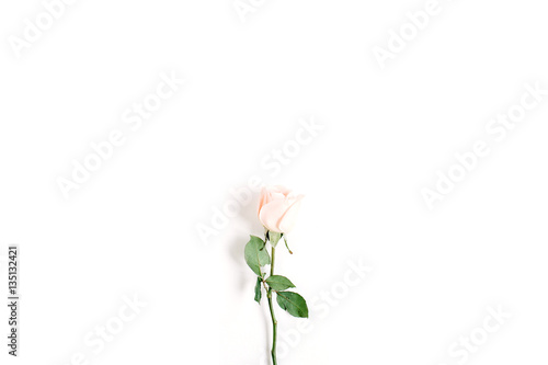 One beige rose on white background. Flat lay  top view. Valentine s background.