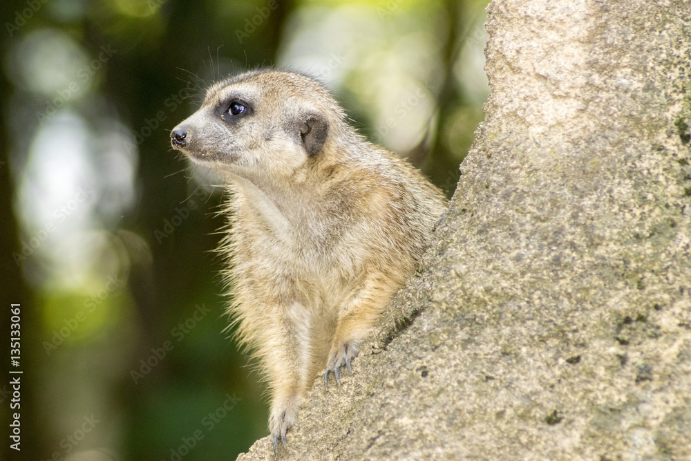 meerkat sitting on the lookout in a tree meerkat sitting on the lookout in a tree