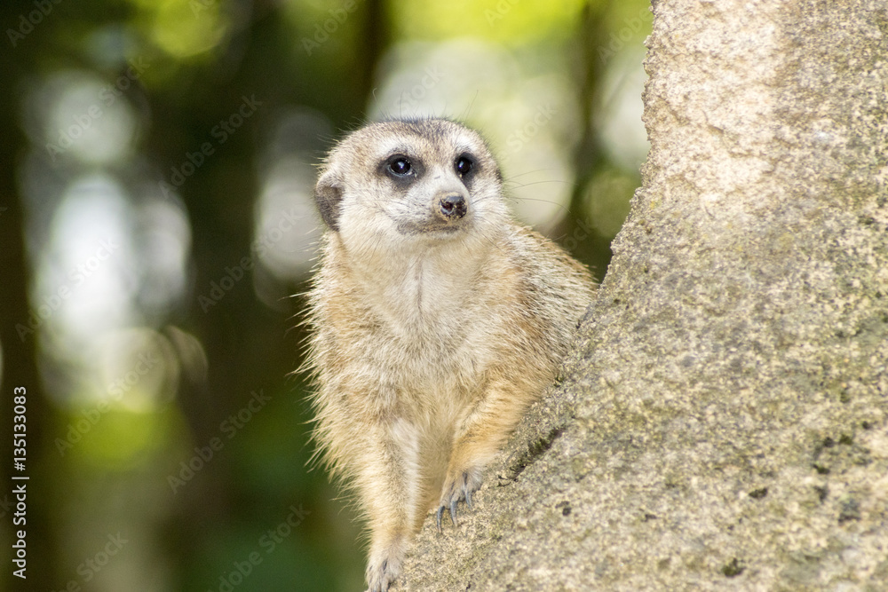 Fototapeta premium meerkat sitting on the lookout in a tree