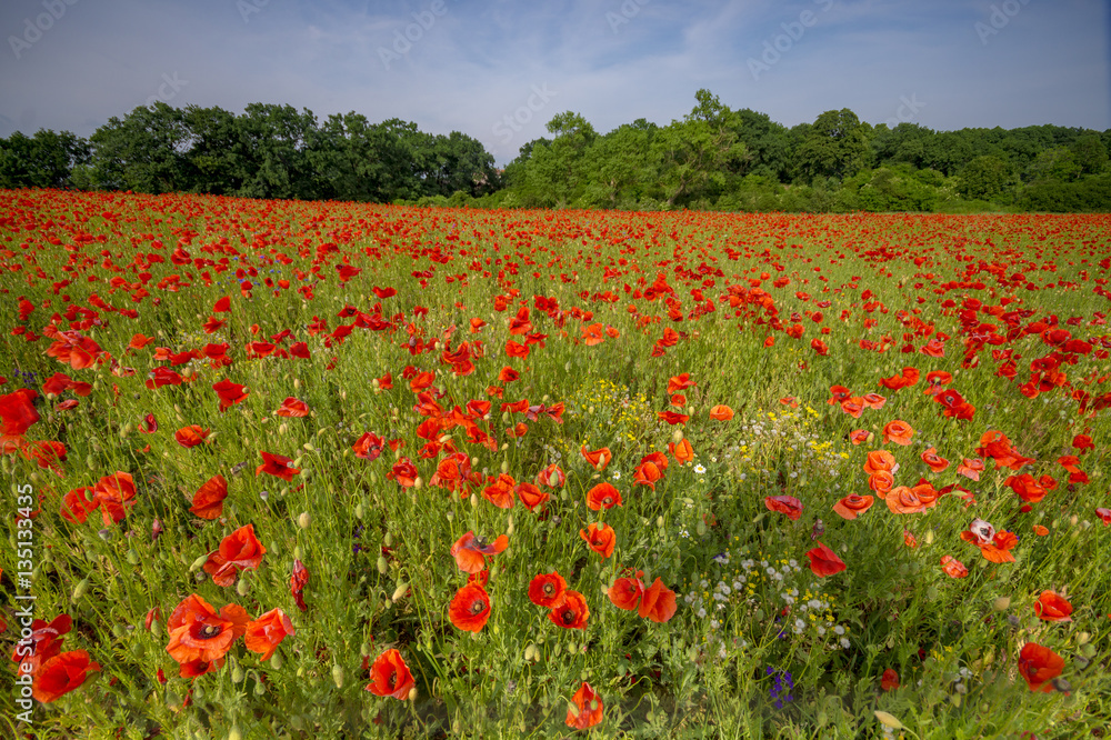 Spring meadow of blooming red poppies on a background of beautiful sky

