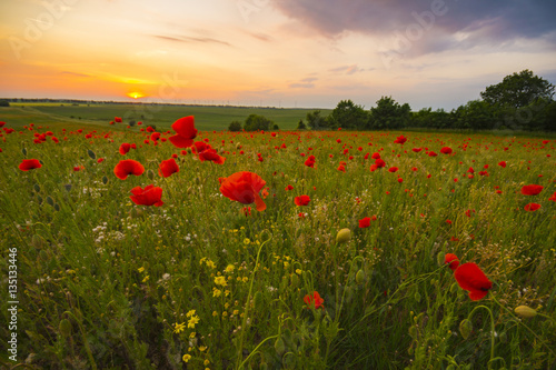 Spring meadow of blooming red poppies on a background of beautiful sky