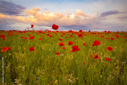 Spring meadow of blooming red poppies on a background of beautiful sky
