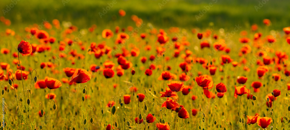 Spring meadow of blooming red poppies

