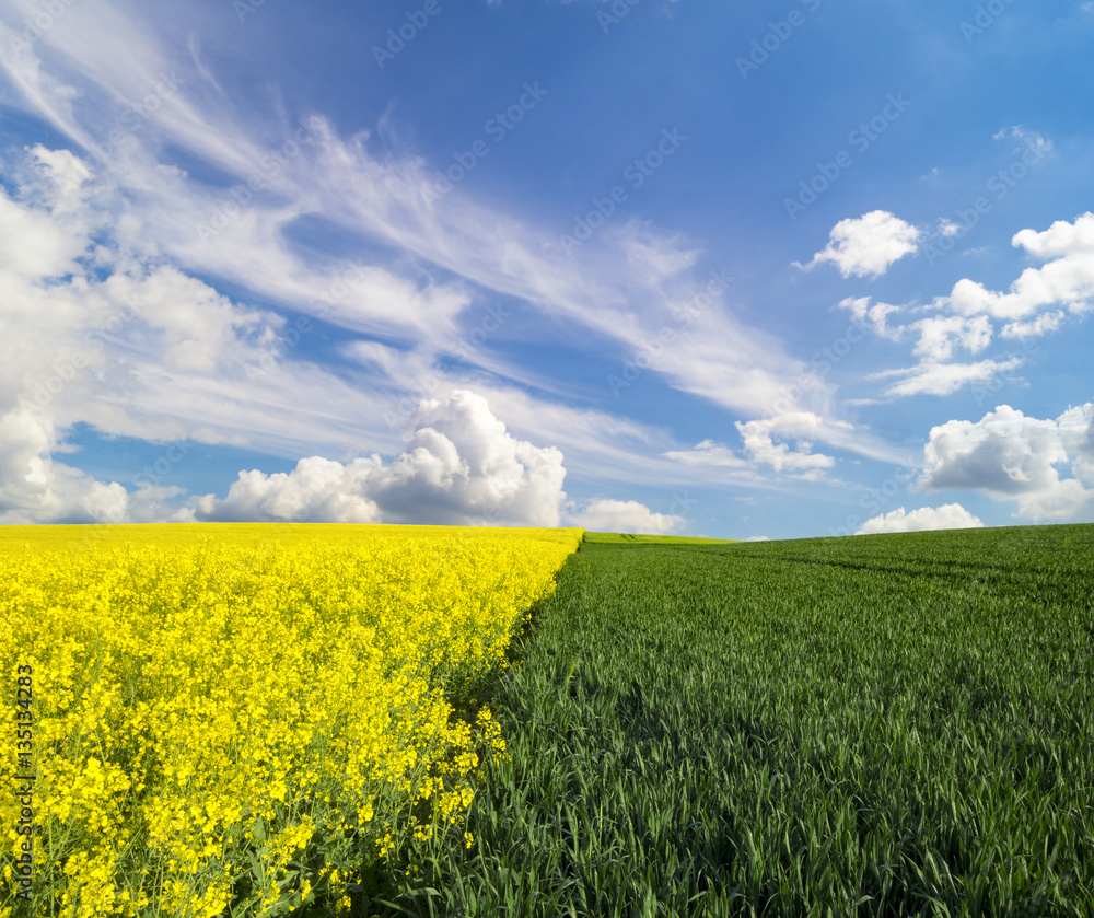Obraz premium The green fields of young wheat in the field