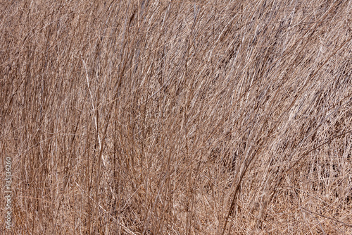Dry Wild Grass Field © Richard