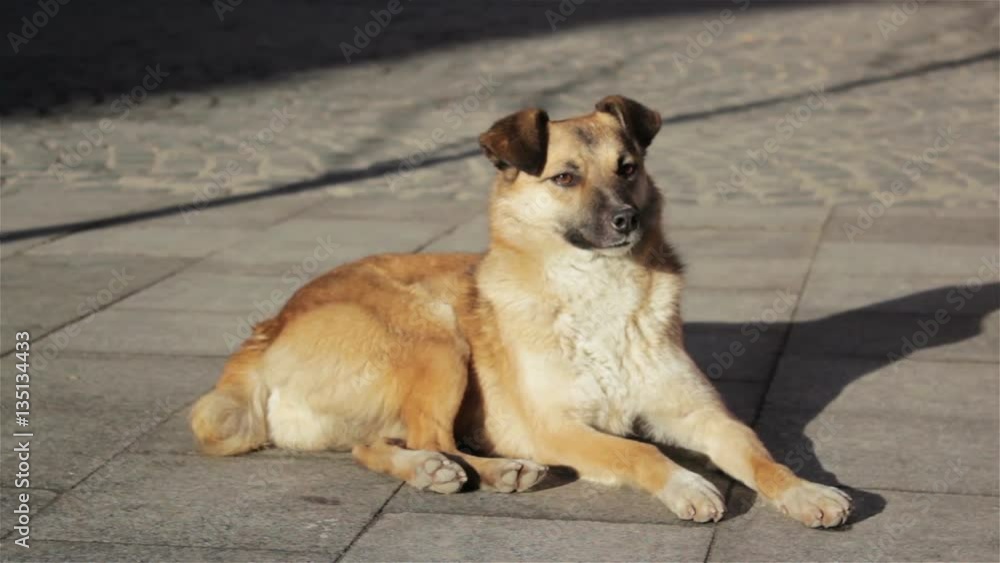 dog sitting on the pavement/homeless dog sitting on a city street dog sitting on the pavement/homeless dog sitting on a city street