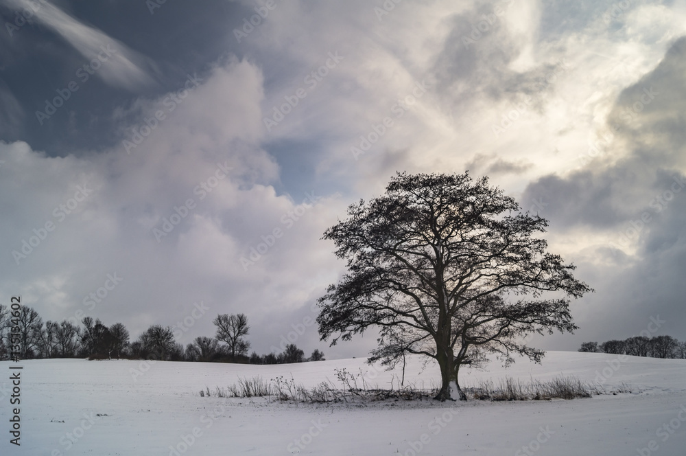 lonely tree on winter field lonely tree on winter field