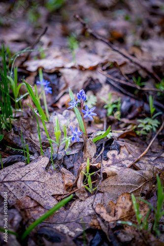 Весна в лесу. Нежные синие пролески