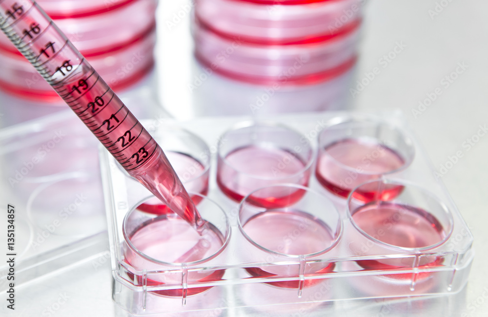 Researcher changes growth medium into the 6 well plate for subculturing mammalian cells Researcher changes growth medium into the 6 well plate for subculturing mammalian cells