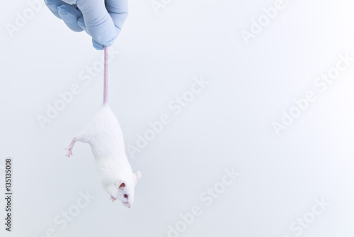 Researcher grabs experimental white mouse's tail for drug test