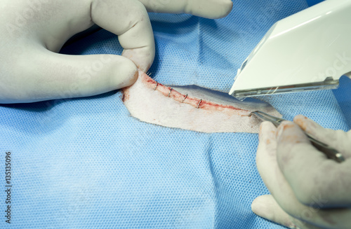 Obraz na plátně Veterinaian and surgeon stitch up te wound of dog using skin stapler