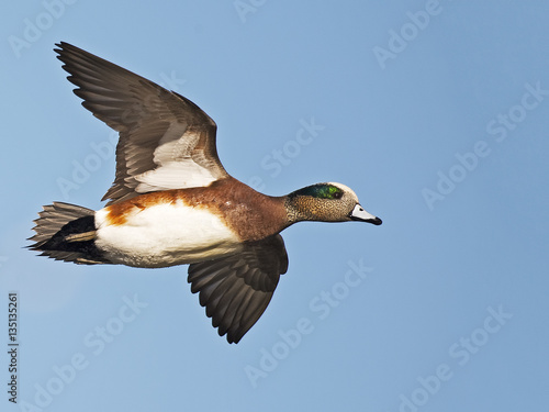 Male American Wigeon n Flight photo