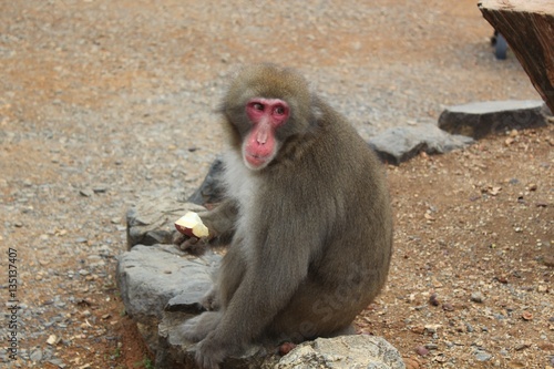 Japanese monkey 