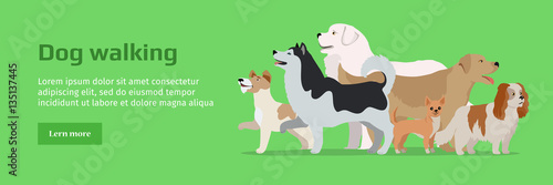 Professional Dog Walking Service Banner.