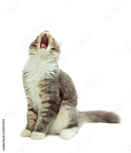 Kitten of Maine coon