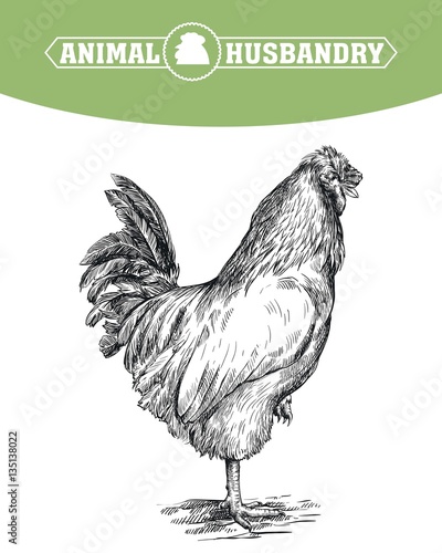 chicken breeding. animal husbandry. livestock