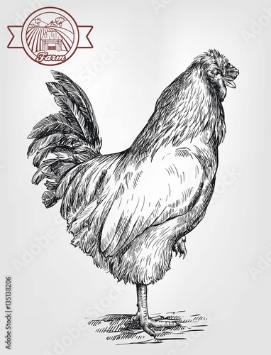 chicken breeding. animal husbandry. livestock