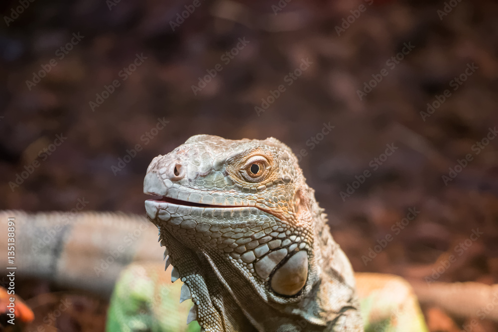 Fototapeta premium Iguane vert