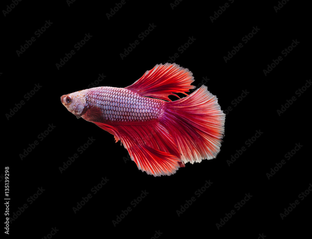 closeup red beautiful small siam betta fish with isolate backgro closeup red beautiful small siam betta fish with isolate backgro