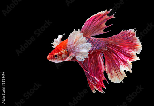 closeup red beautiful small siam betta fish with isolate backgro