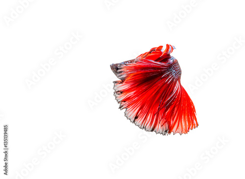 closeup red beautiful small siam betta fish with isolate backgro