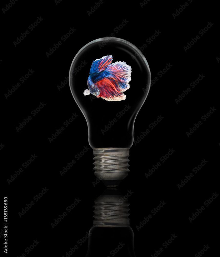 Betta fish inside an electric light bulb, lamp reflect Betta fish inside an electric light bulb, lamp reflect