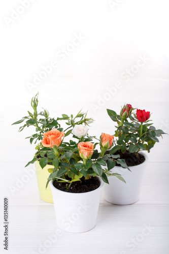 Three miniature rose plant © geshas