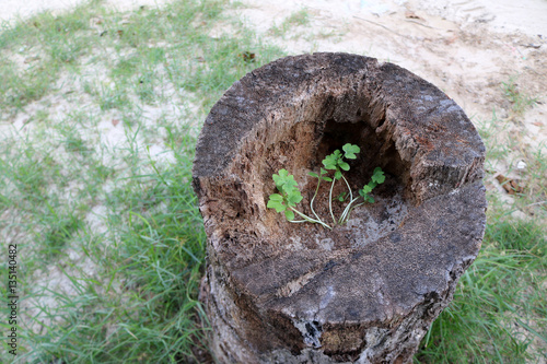 Little trees grow in the coconut stump. 