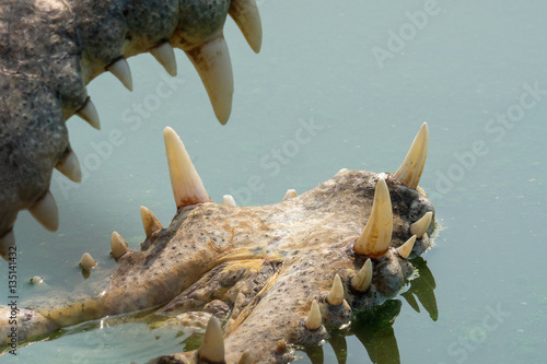 mouth and fang of crocodile in water