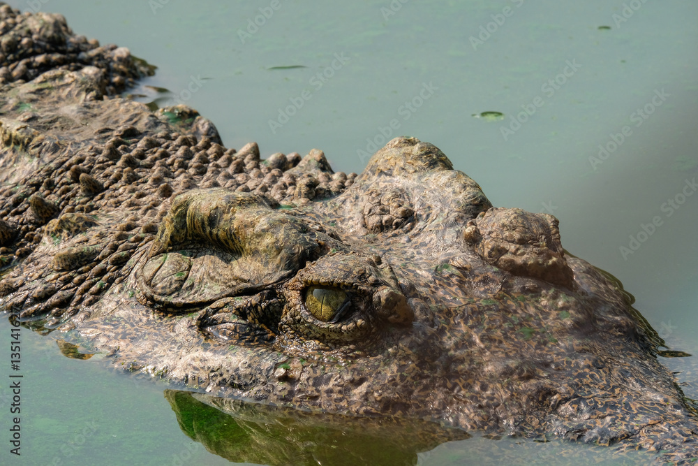 Close up eye and skin crocodile in water Close up eye and skin crocodile in water