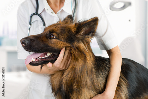 Fototapeta Naklejka Na Ścianę i Meble -  dog examination by veterinary doctor in clinic