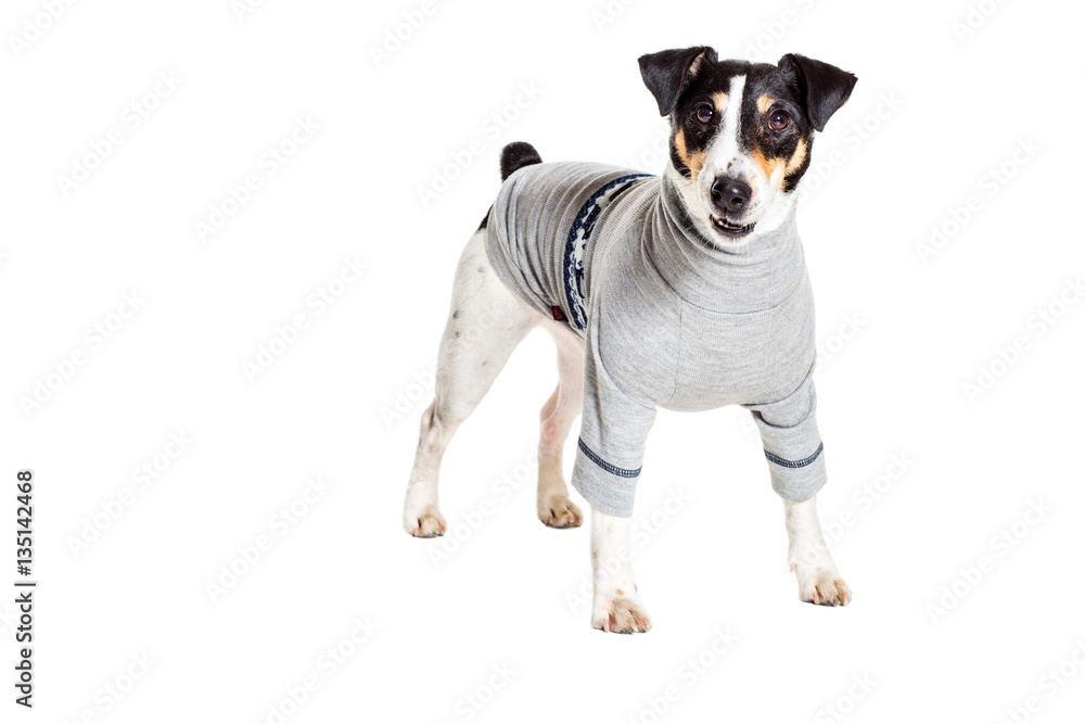 Fototapeta premium Fox terrier posing in studio on white background. isolated