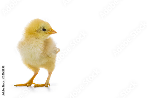Fluffy little yellow chicken on a white background.