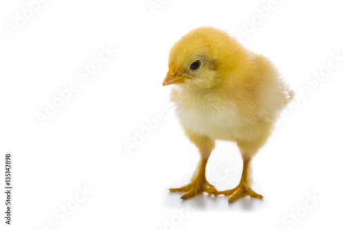 Fluffy little yellow chicken on a white background. © Elena Blokhina