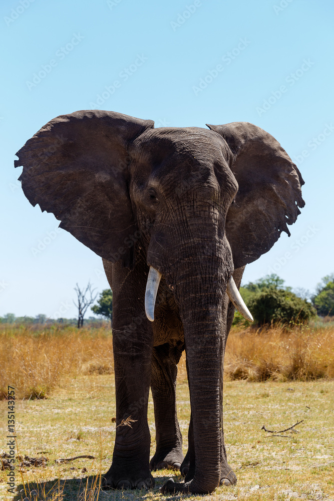 Fototapeta premium African elephant Africa safari wildlife and wilderness