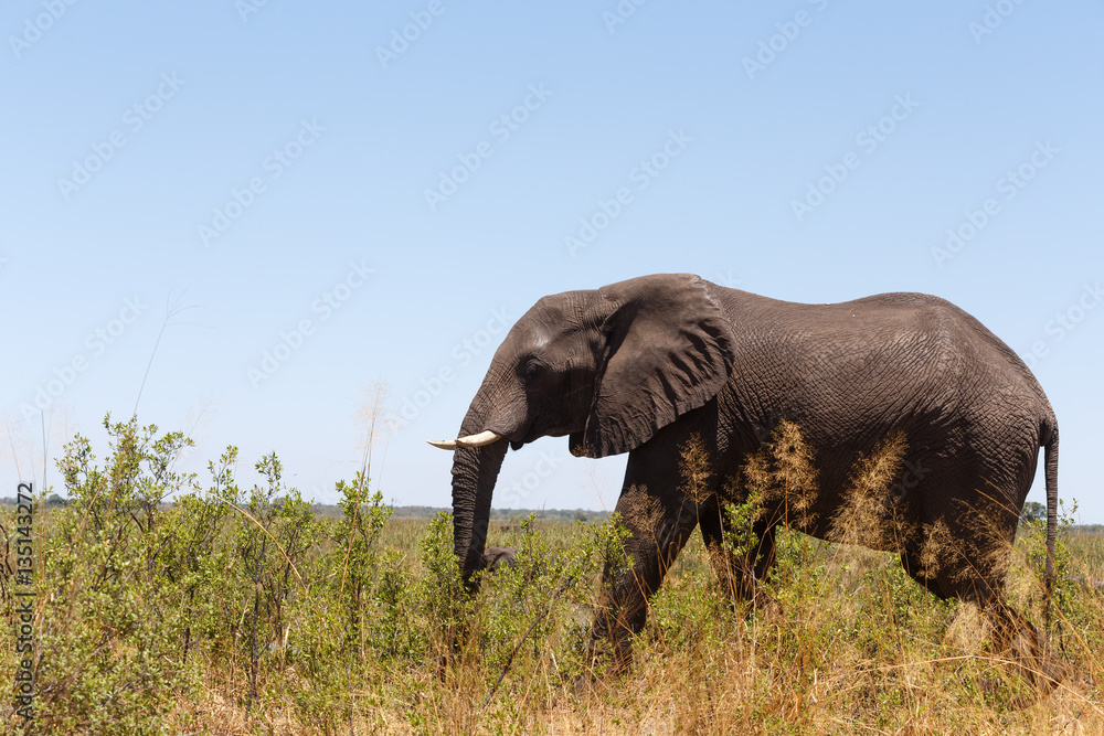 Obraz premium African elephant Africa safari wildlife and wilderness