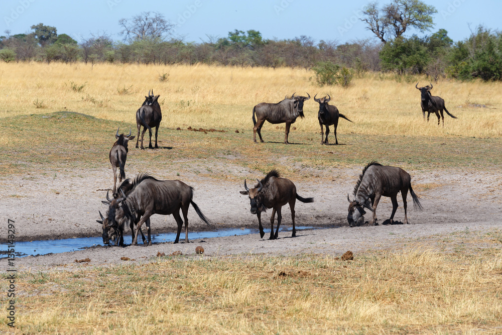 Gnu, wildebeest Africa safari wildlife and wilderness Gnu, wildebeest Africa safari wildlife and wilderness