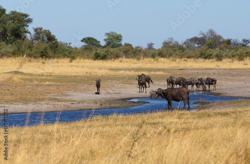 wildebeest and buffalo, Africa safari wildlife and wilderness