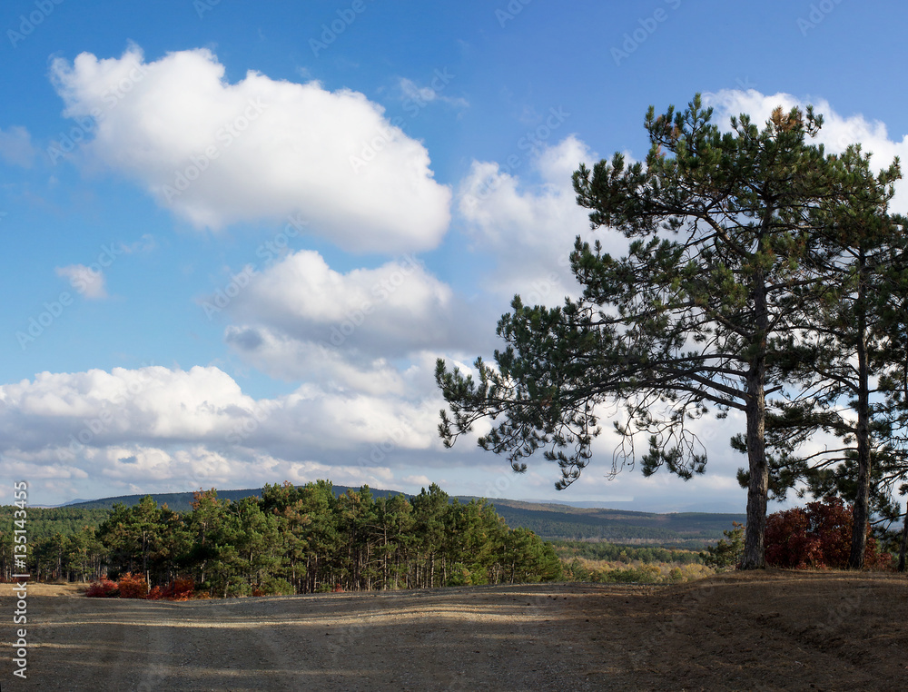 Panoramic landscape with hills, pine trees and clouds