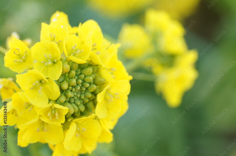 菜の花 菜の花
