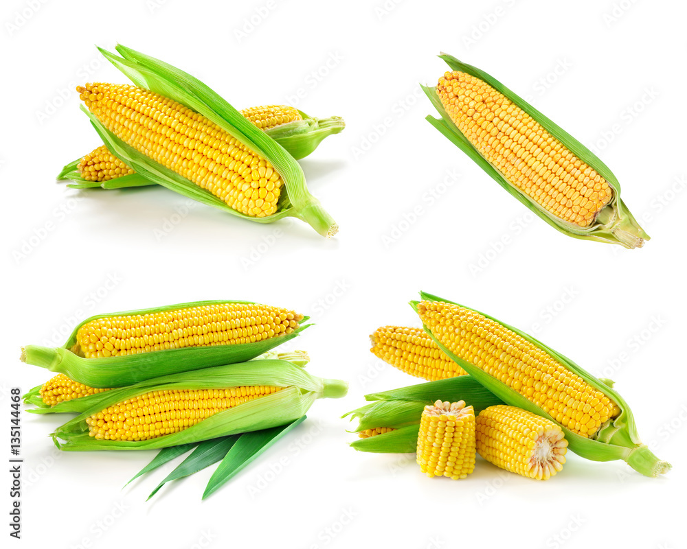 Corn collection isolated Corn collection isolated