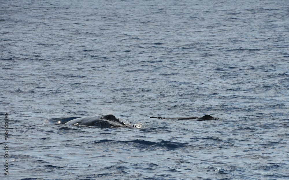 Obraz premium Humpback Whale with his baby in the Indian Ocean near Reunion Island