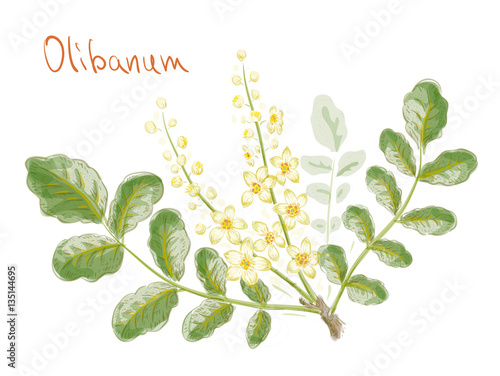 Boswellia sacra (commonly known as frankincense or olibanum-tree