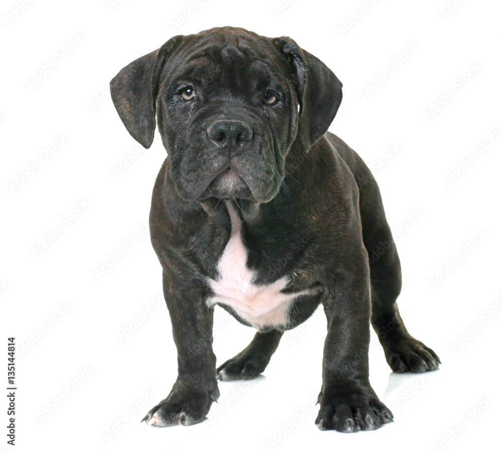 puppy american staffordshire terrier