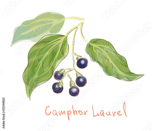 Camphor laurel. watercolor imitation. Vector illustration.
