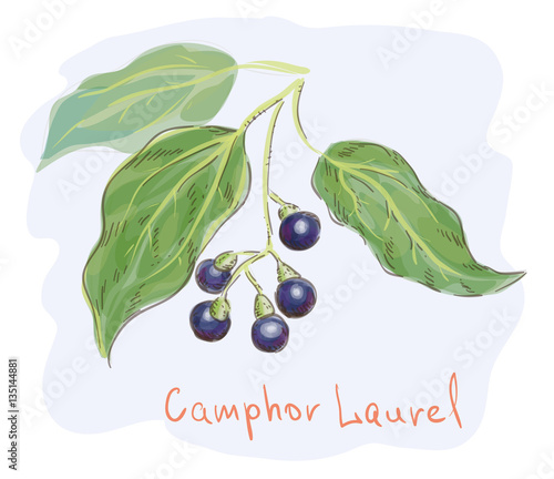 Camphor laurel. watercolor imitation. Vector illustration.