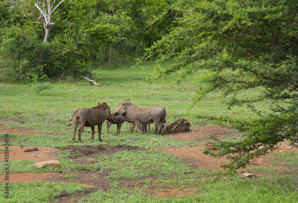 Family of wild warthogs at the Selous Game Reserve, Tanzania (Africa) Family of wild warthogs at the Selous Game Reserve, Tanzania (Africa)